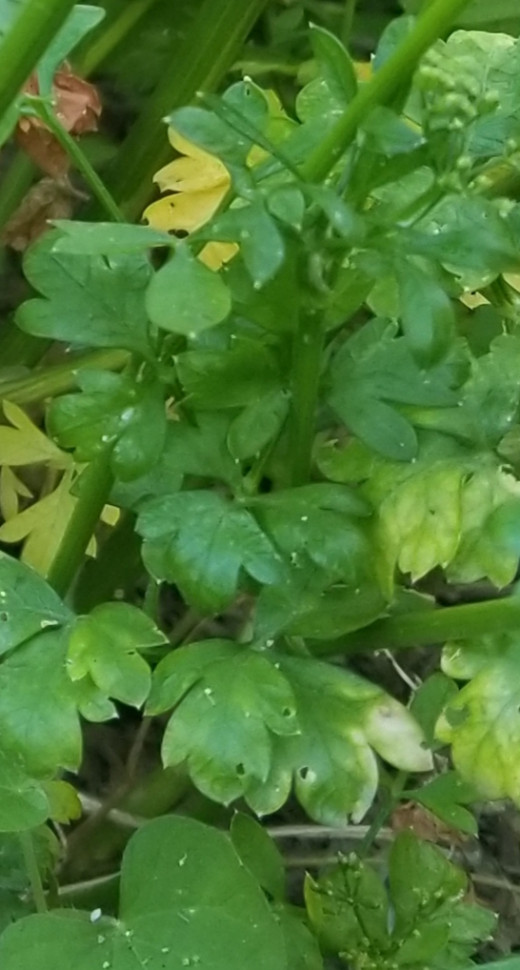 Flat-leafed Italian-style parsley growing in our community herb garden. Parsley likes to have her own spot in an herb garden, and is as pretty as she is healthy.