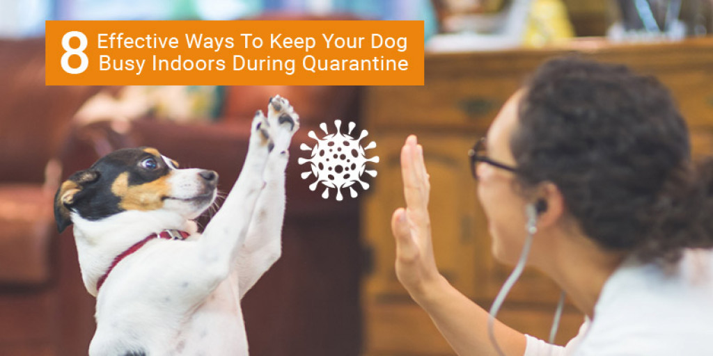 8 Effective Ways to Keep Your Dog Busy Indoors During Quarantine HubPages