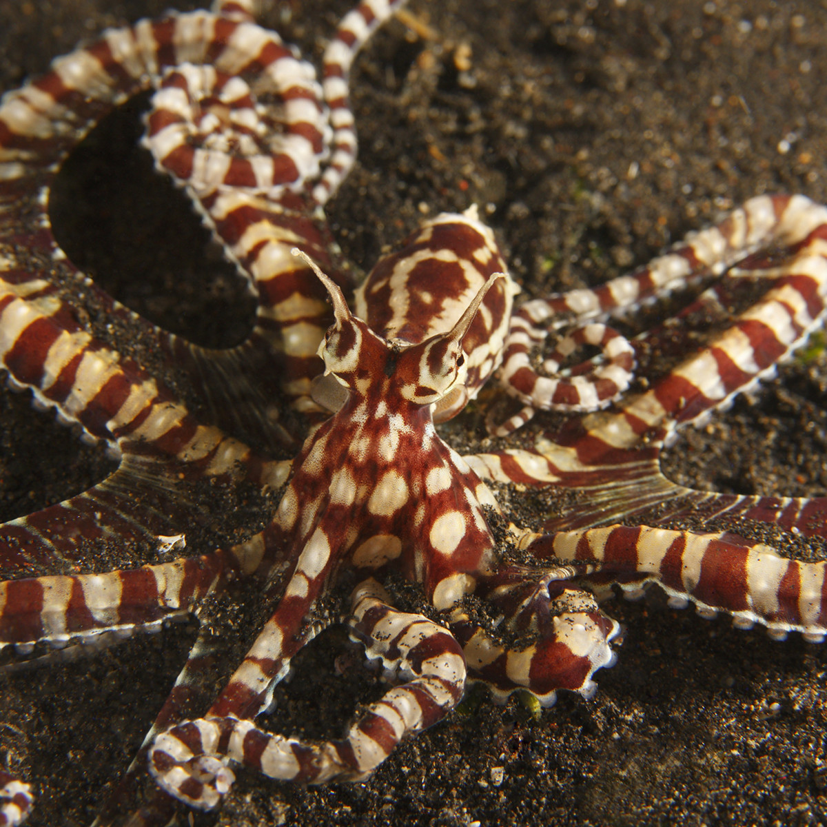 The Mimic Octopus, Master of Disguise