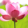 maya-menon profile image