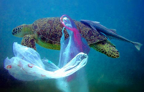 Turtle eating plastic bag