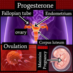 Progesterone Hormone