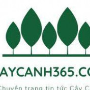 caycanh365 profile image
