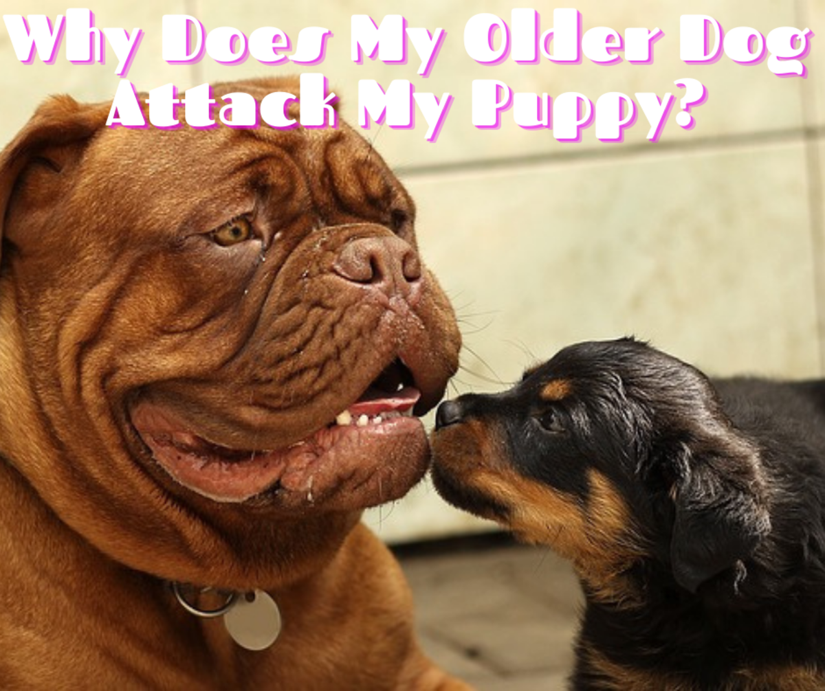 older dog being aggressive to puppy