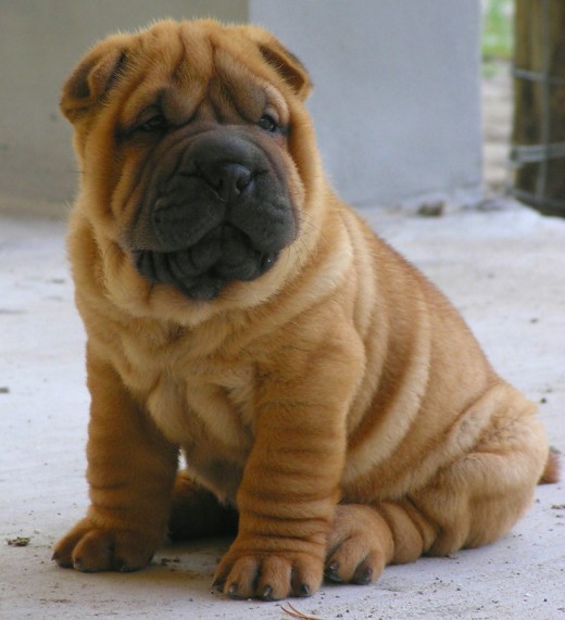 Wrinkles are cute....on dogs!