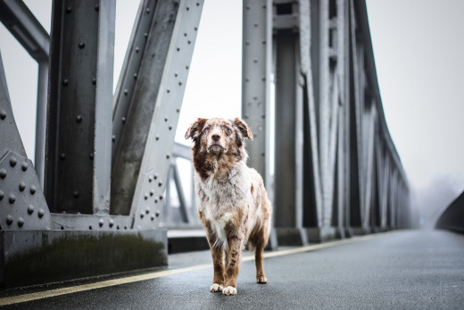 Cute 'dogo' on a bridge