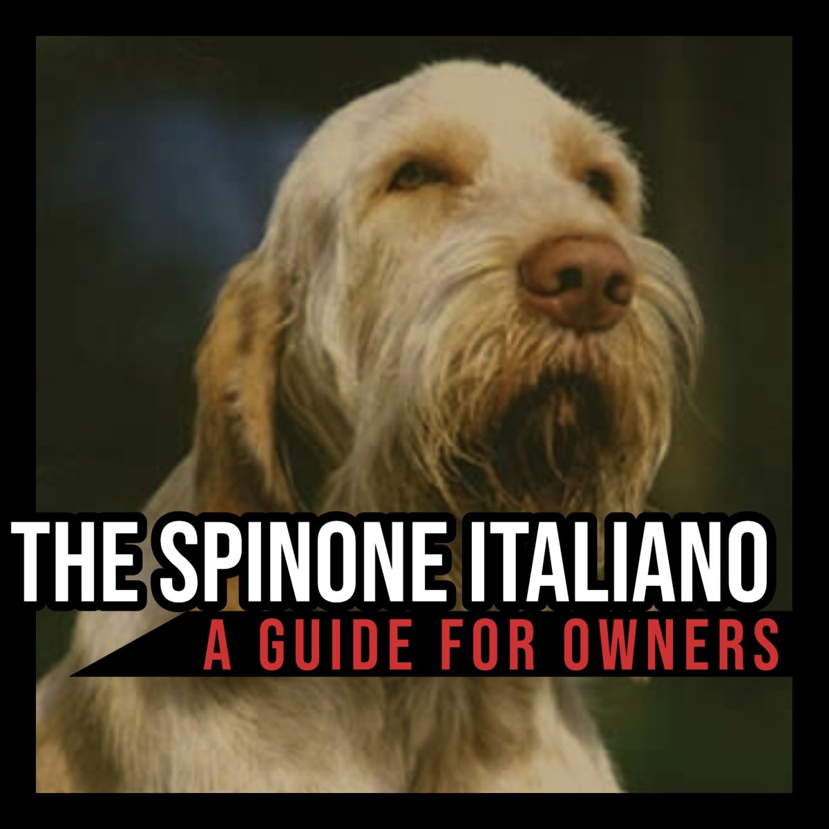 The Spinone Italiano A Guide For Owners Pethelpful By Fellow Animal Lovers And Experts