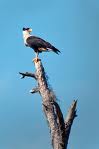 One of the commonest sights in Baja California is the Caracara looking for prey on a high tree  credit bobdeinphotography.blogspot who has other photos.
