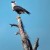 One of the commonest sights in Baja California is the Caracara looking for prey on a high tree  credit bobdeinphotography.blogspot who has other photos.