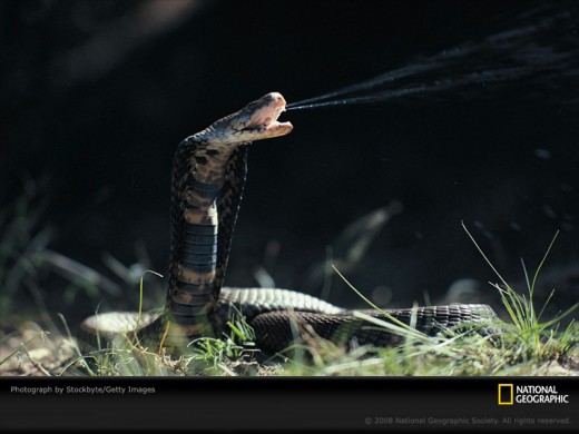 Image Courtesy http://animals.nationalgeographic.com/staticfiles/NGS/Shared/StaticFiles/animals/images/800/Snake%20gallery%20images%20800/mozambique-spitting-cobra-sw.jpg