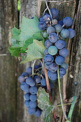 Italian grapes - delicious wines! Italian grapes - delicious wines!