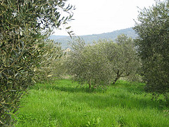 Biella Olive groves. Biella Olive groves.