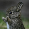 Jemima Rabbit profile image