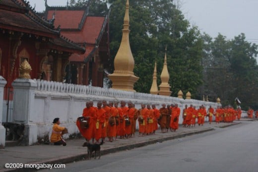 Monks receiving alms in Luang Prabang Courtesy Mongabay.com