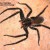 Wandering Spider:  dangerous because of amount of venom, pugnacity and habits.