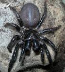 Funnel Web (Aust.) Potentially most deadly because of size:  Non threatening behaviour if left alone in its hole.