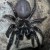 Funnel Web (Aust.) Potentially most deadly because of size:  Non threatening behaviour if left alone in its hole.