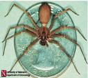 Brown Recluse showing small size.  Very dangerous because of habits and horror-story venom.