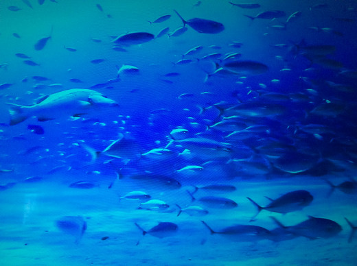 A magnificent underwater shot of a variety of fish within the ocean.