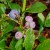 Blueberries ripening.  Photo by Charlotte E. Gerber.