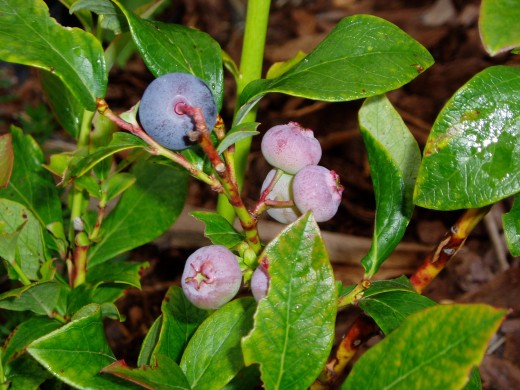 Blueberries ripening.  Photo by Charlotte E. Gerber.
