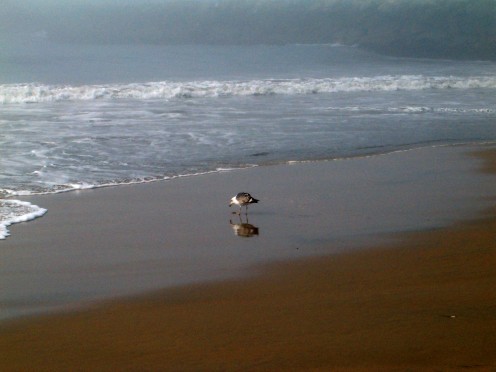 Bird looking for food along the Pacific Ocean, on Balboa Beach. 