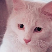 amnah sameed profile image