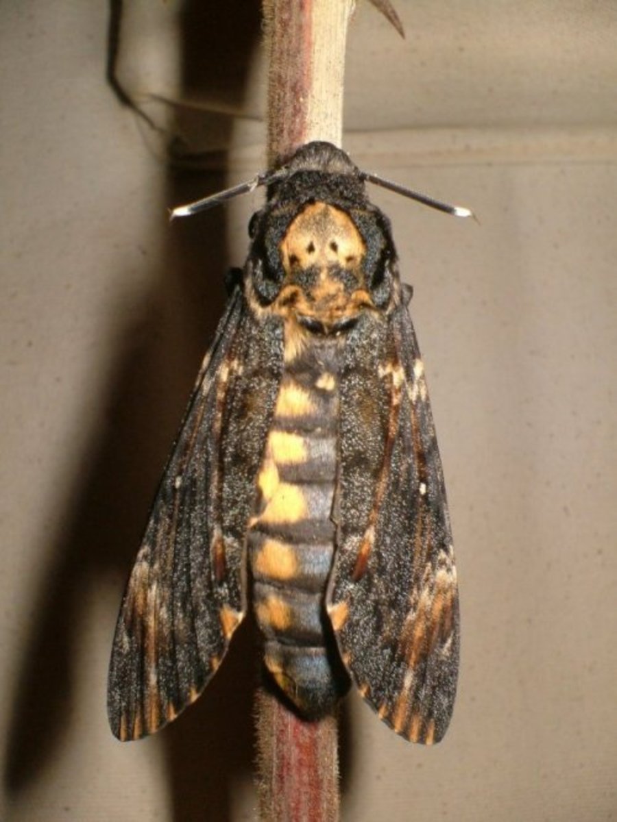 Death's Head Hawk Moth (Acherontia atropos)