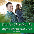 Tips for Choosing a Live Christmas Tree