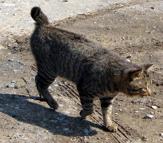 Tail-less cat (Photo from fotki.com)