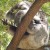 Amazing isn't it? An animals that can out-sloth a sloth! Amazing isn't it? An animals that can out-sloth a sloth!