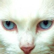 chrismo profile image