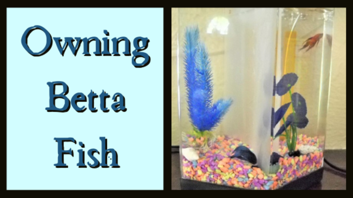 Owning Betta Fish