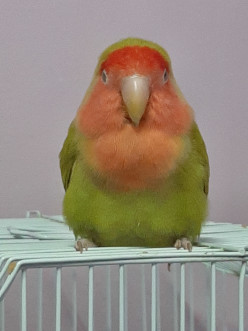What to Do When Your Lovebird Dies Suddenly: A Personal Guide