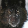 Spirit Wolf profile image
