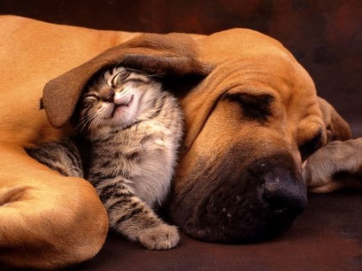 Dogs and Cats have long been companions with each other; not all see each other as enemies