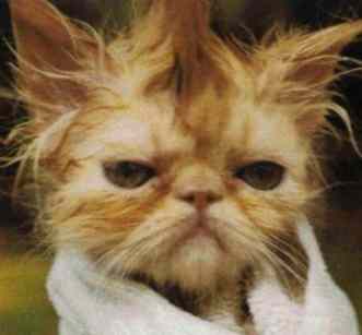 Can't you just feel this cat's frustration with the situation?