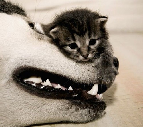 Animals show us that differences don't really make a difference