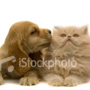 topdogfoods profile image