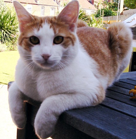           WILBUR IN HAPPIER DAYS