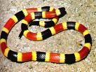 venomous coral snake.  Note "red on yellow" rings    ocampusrichmond.edu credit