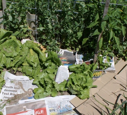 Lay newspapers or cardboard between vegies and cover with weeds or sand
