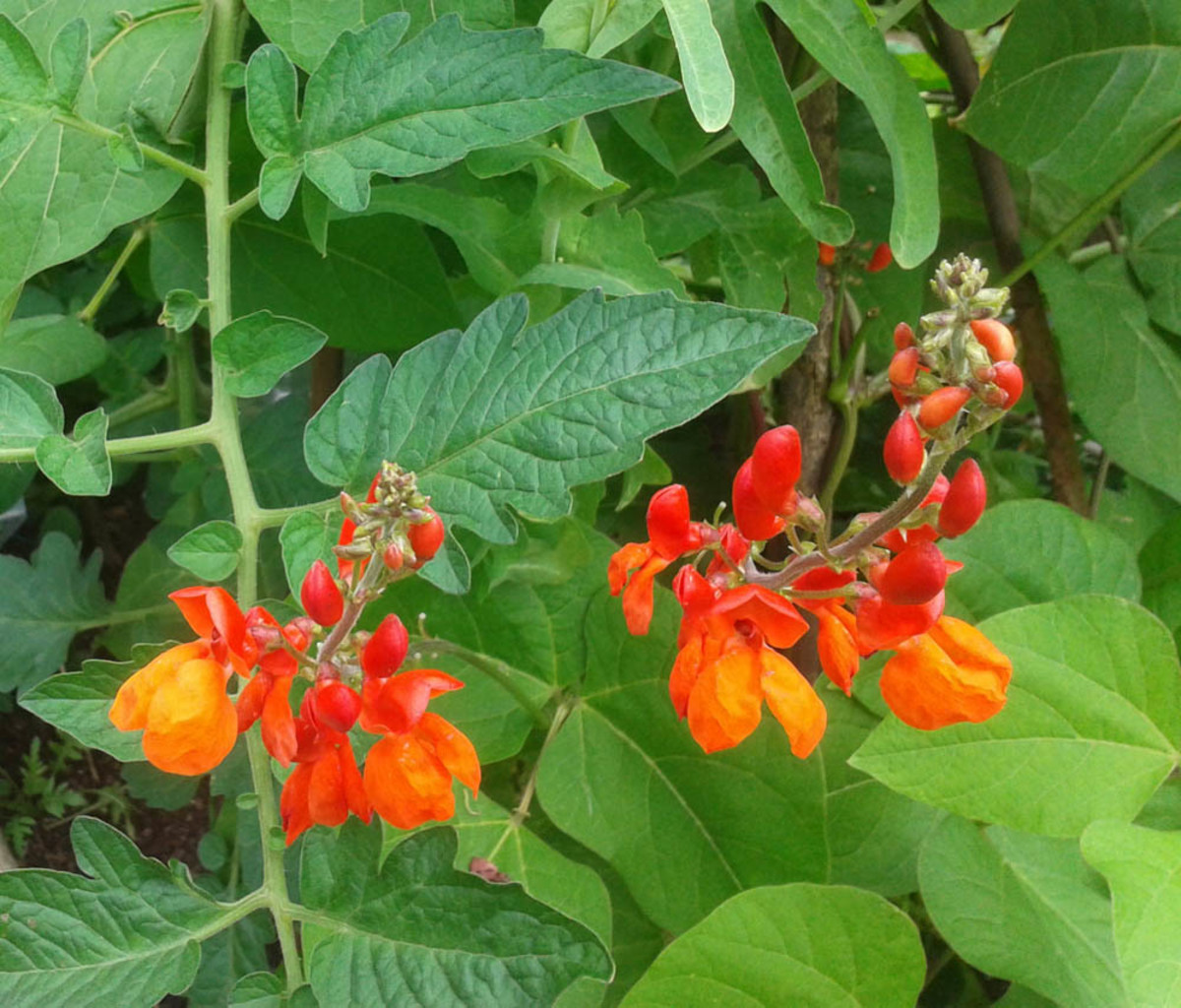 Runner Bean Flowers--Just Look at Those Spectacular Red Blossoms Close-up! 