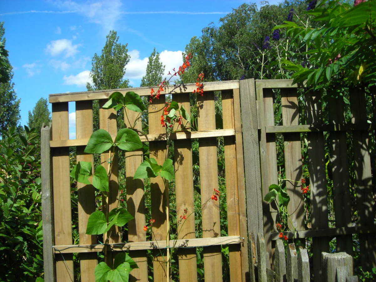 Runner Beans Growing up my Garden Fence