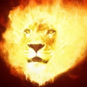 fire lion profile image