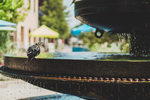 A fountain bird bath creates it's own water wiggler motion