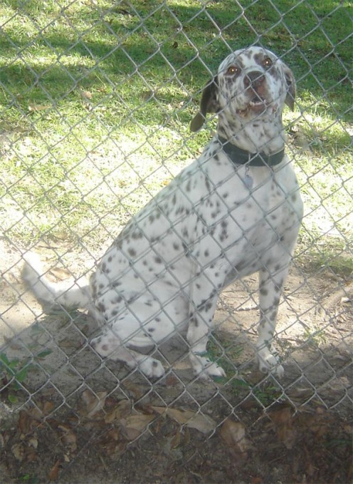 Liver Spotted Dalmatian