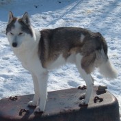 DogTrainingReview profile image