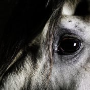 Horseracingenthusiast profile image