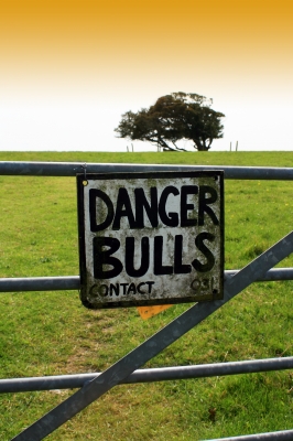 Cars are as unpredictable as bulls